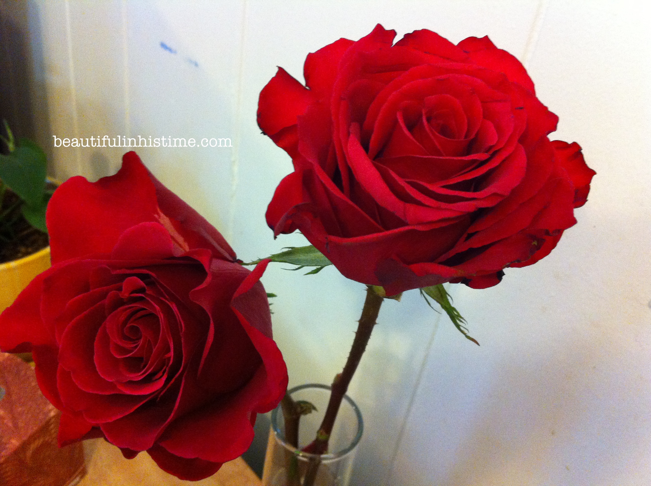 roses from friends