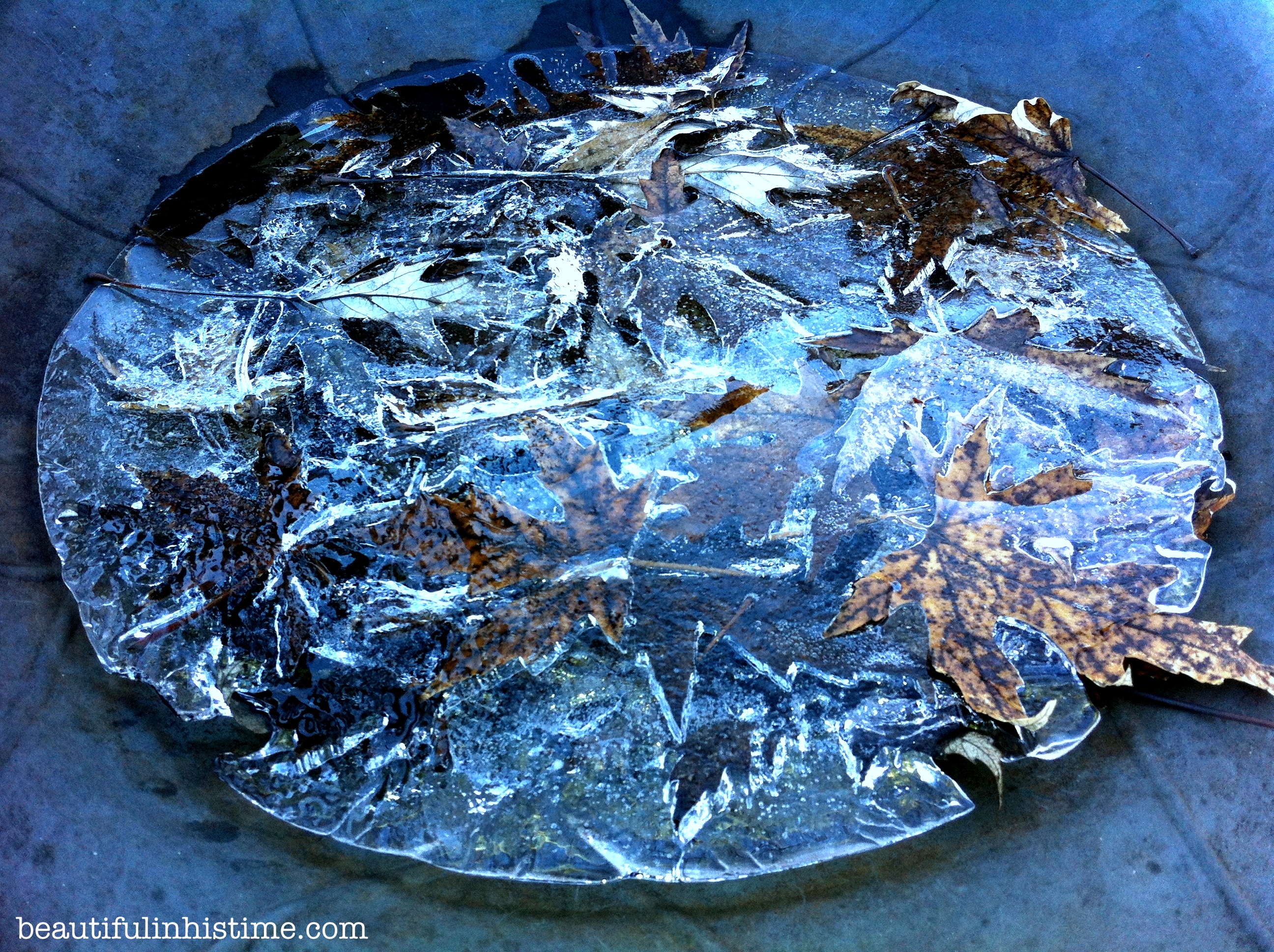 leaves in ice 1