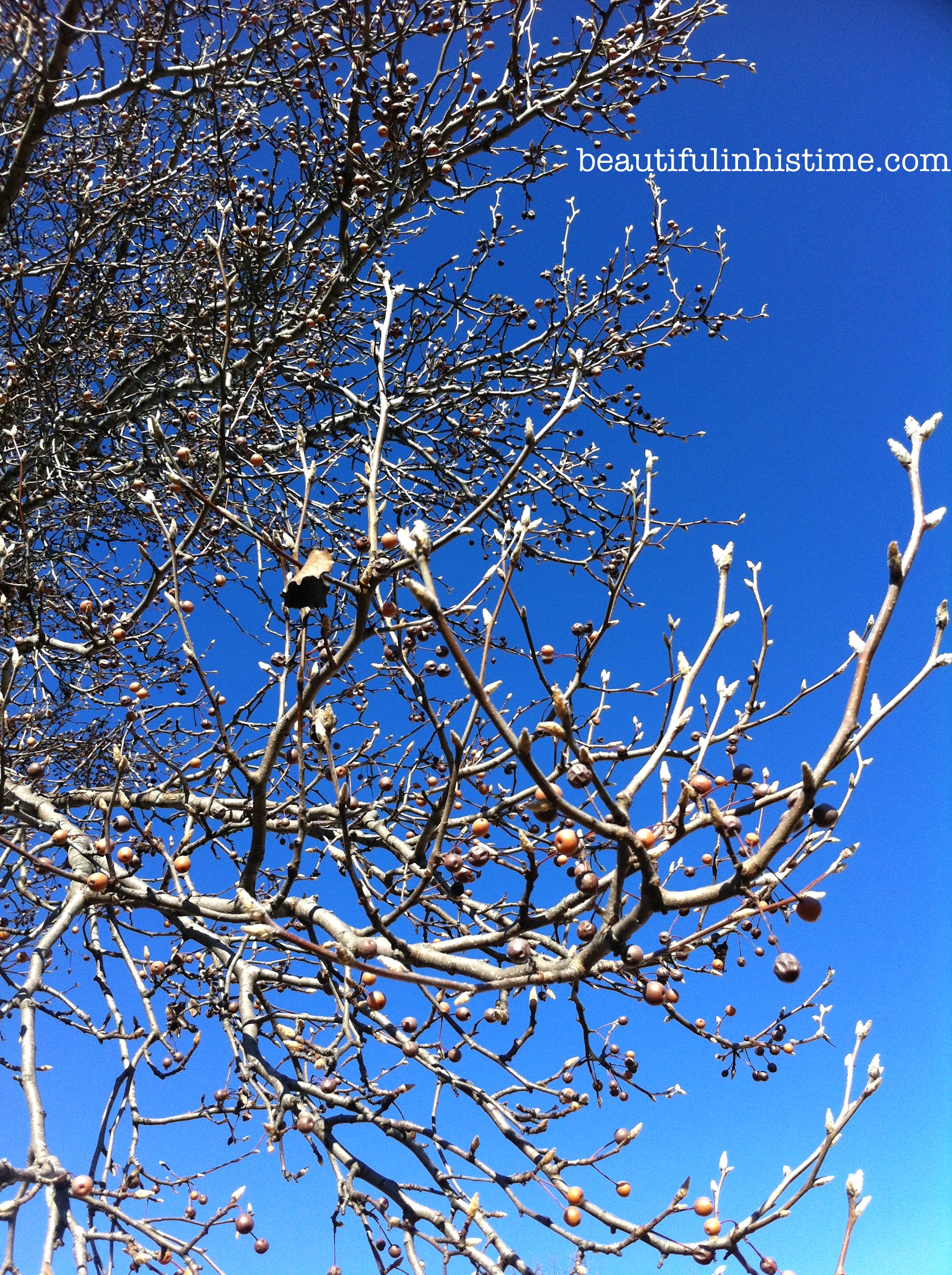 winter trees 2