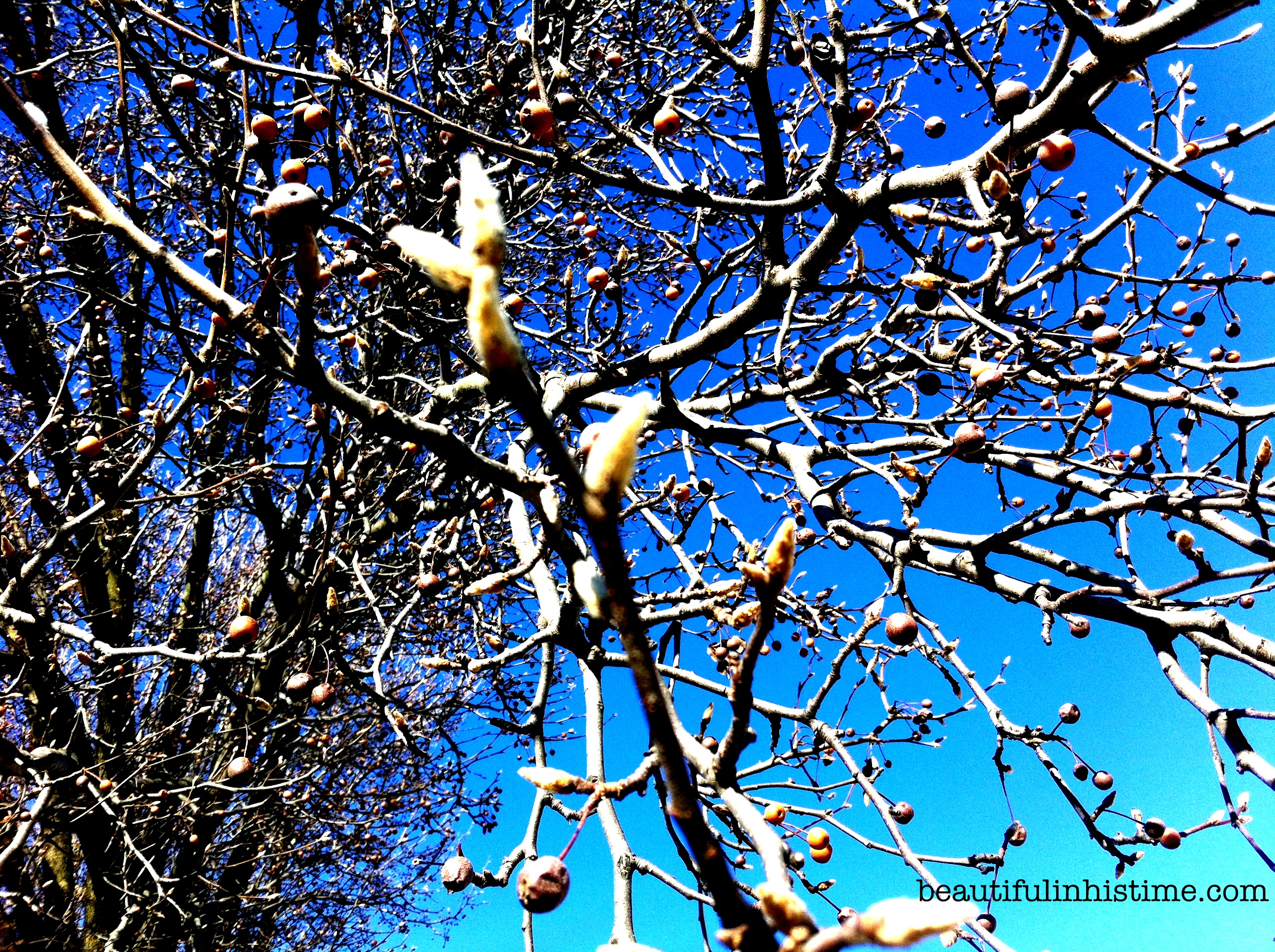 winter trees