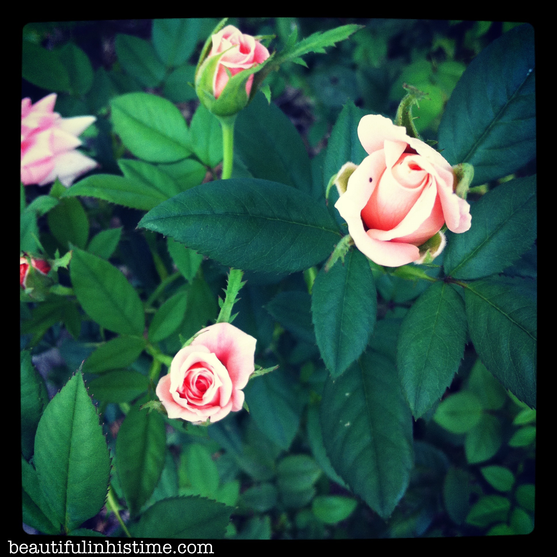 rosebush13