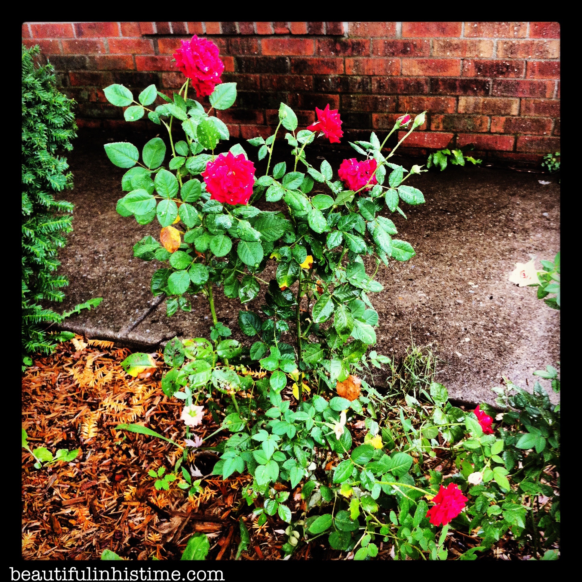 rosebush14