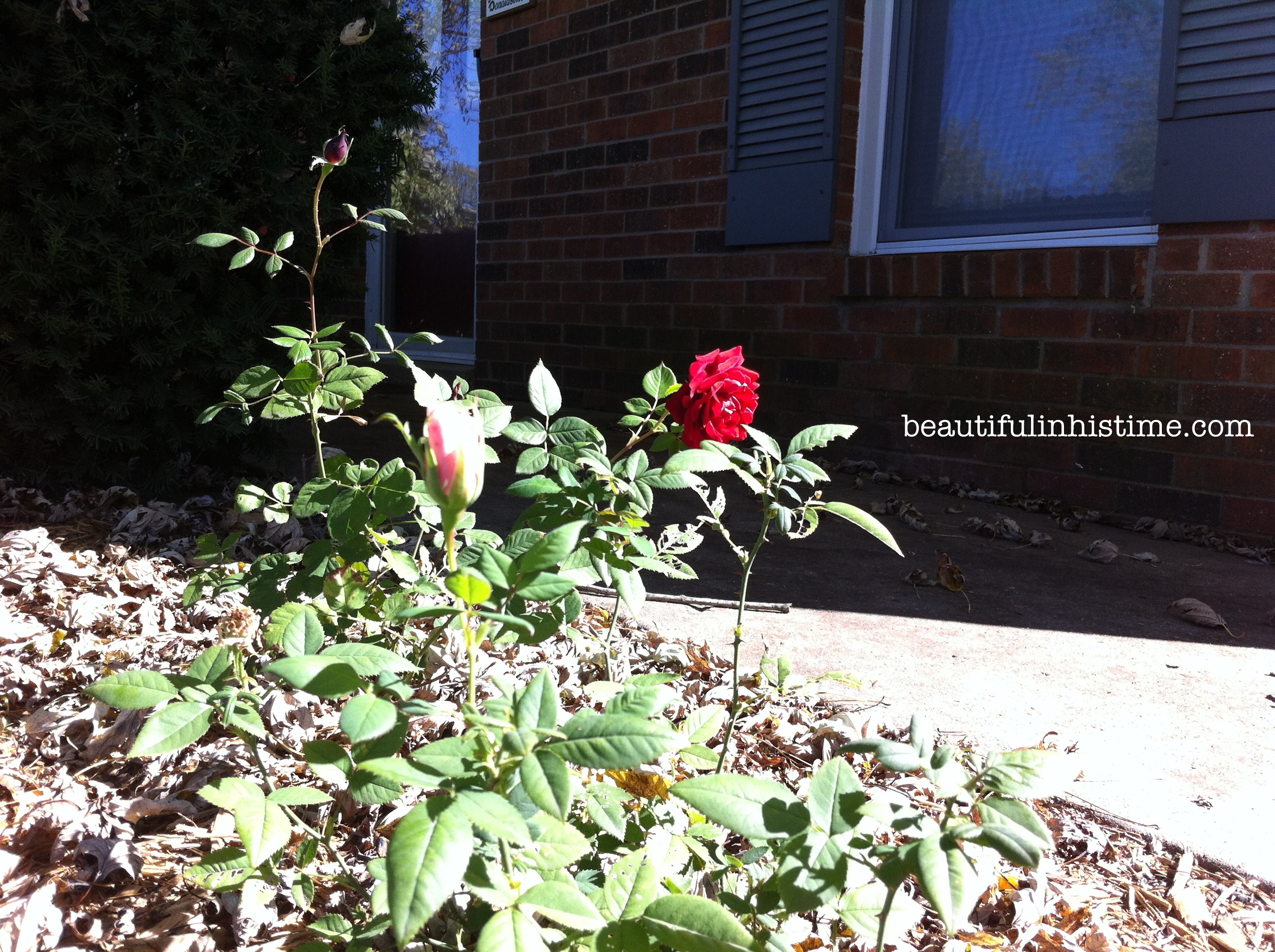 rosebush4