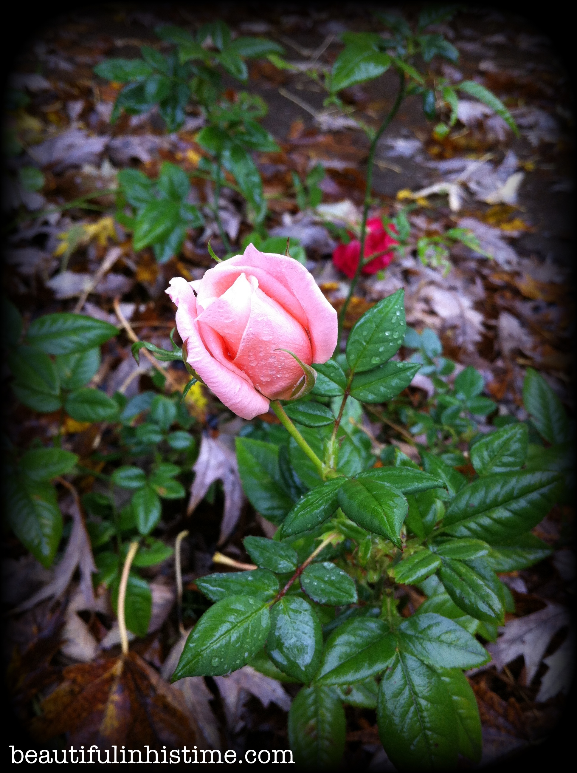 rosebush5