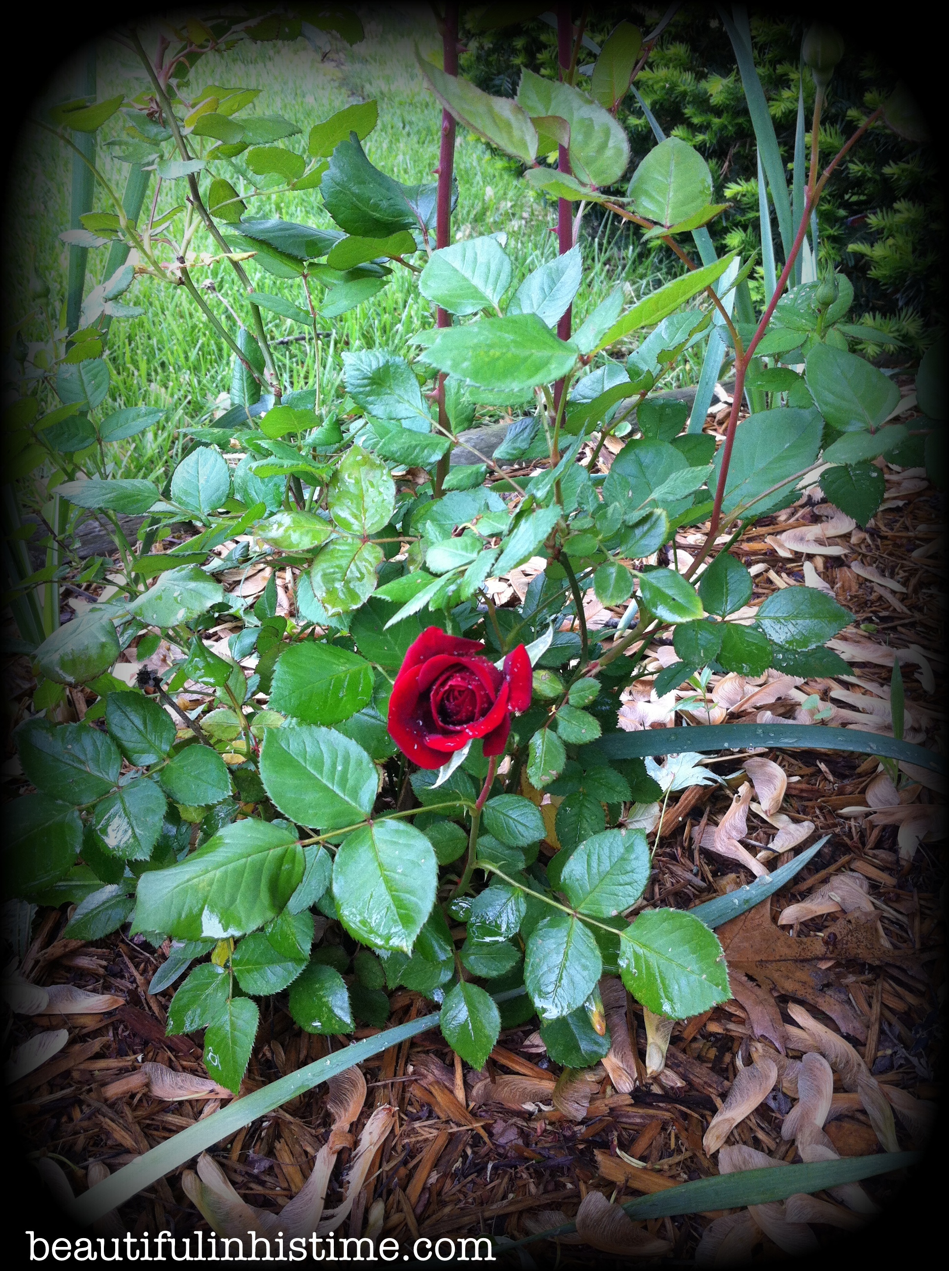 rosebush8